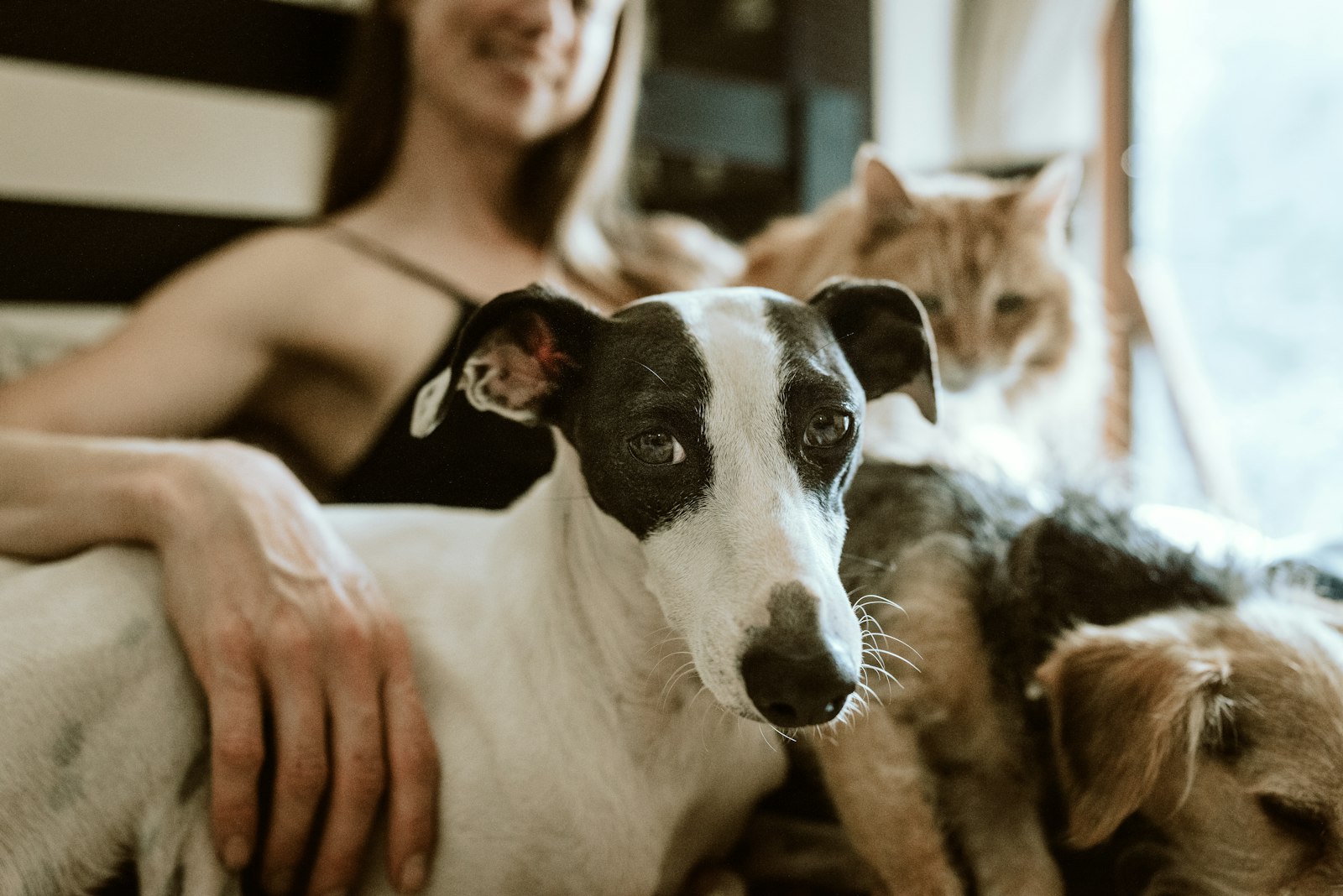 serviceLanding.pet-sitting.hero.imageAlt